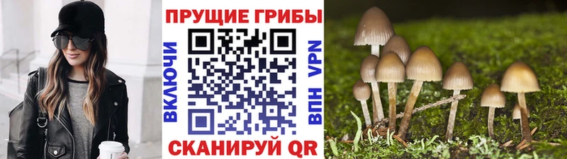 Купить закладки  Краснослободск  Псилоцибиновые грибы Psilocybe 